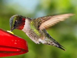 hummingbird