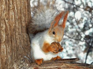 Squirrel_eating_a_nut