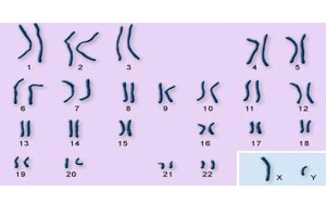 chromosomes_top-image
