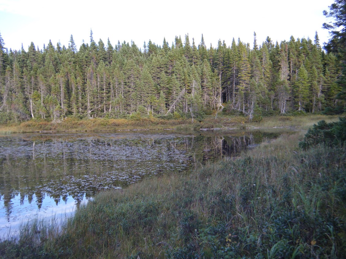 Beaver_pond