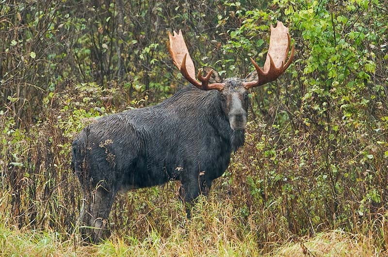 Bull-Moose-Huey-in-the-Rain