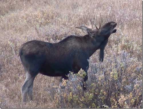 bull-moose-lip-curl-or-flehmen