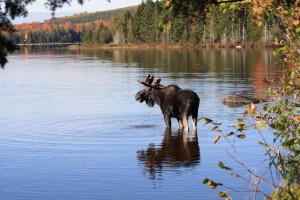 moose-safaris-maine-300x200