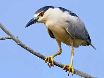 Black-crowned_Night_Heron_-_flickr