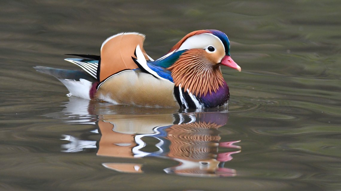 31XP-DUCK-videoSixteenByNine3000