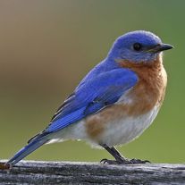 Merlebleu de l'Est Sialia sialis Eastern Bluebird